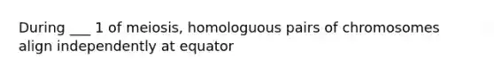 During ___ 1 of meiosis, homologuous pairs of chromosomes align independently at equator