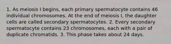 1. As meiosis I begins, each primary spermatocyte contains 46 individual chromosomes. At the end of meiosis I, the daughter cells are called secondary spermatocytes. 2. Every secondary spermatocyte contains 23 chromosomes, each with a pair of duplicate chromatids. 3. This phase takes about 24 days.