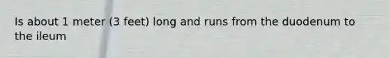 Is about 1 meter (3 feet) long and runs from the duodenum to the ileum