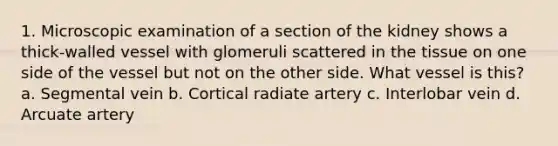 1. Microscopic examination of a section of the kidney shows a thick-walled vessel with glomeruli scattered in the tissue on one side of the vessel but not on the other side. What vessel is this? a. Segmental vein b. Cortical radiate artery c. Interlobar vein d. Arcuate artery