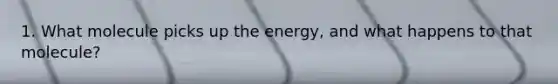 1. What molecule picks up the energy, and what happens to that molecule?