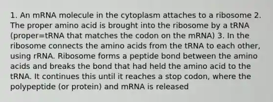 1. An mRNA molecule in the cytoplasm attaches to a ribosome 2. The proper amino acid is brought into the ribosome by a tRNA (proper=tRNA that matches the codon on the mRNA) 3. In the ribosome connects the amino acids from the tRNA to each other, using rRNA. Ribosome forms a peptide bond between the amino acids and breaks the bond that had held the amino acid to the tRNA. It continues this until it reaches a stop codon, where the polypeptide (or protein) and mRNA is released