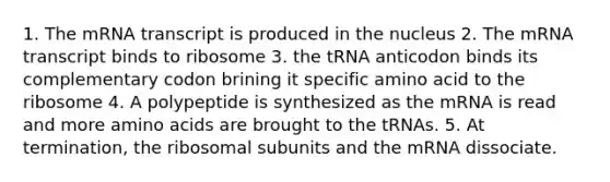 1. The mRNA transcript is produced in the nucleus 2. The mRNA transcript binds to ribosome 3. the tRNA anticodon binds its complementary codon brining it specific amino acid to the ribosome 4. A polypeptide is synthesized as the mRNA is read and more amino acids are brought to the tRNAs. 5. At termination, the ribosomal subunits and the mRNA dissociate.