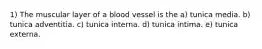 1) The muscular layer of a blood vessel is the a) tunica media. b) tunica adventitia. c) tunica interna. d) tunica intima. e) tunica externa.