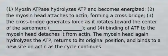 (1) Myosin ATPase hydrolyzes ATP and becomes energized; (2) the myosin head attaches to actin, forming a cross‐bridge; (3) the cross‐bridge generates force as it rotates toward the center of the sarcomere (_____ ________); and (4) binding of ATP to the myosin head detaches it from actin. The myosin head again hydrolyzes the ATP, returns to its original position, and binds to a new site on actin as the cycle continues.