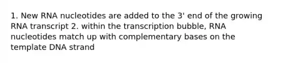 1. New RNA nucleotides are added to the 3' end of the growing RNA transcript 2. within the transcription bubble, RNA nucleotides match up with complementary bases on the template DNA strand