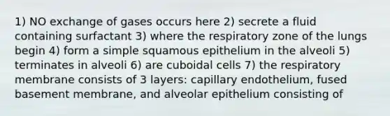 1) NO exchange of gases occurs here 2) secrete a fluid containing surfactant 3) where the respiratory zone of the lungs begin 4) form a simple squamous epithelium in the alveoli 5) terminates in alveoli 6) are cuboidal cells 7) the respiratory membrane consists of 3 layers: capillary endothelium, fused basement membrane, and alveolar epithelium consisting of