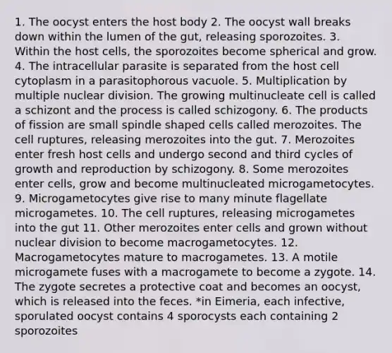 1. The oocyst enters the host body 2. The oocyst wall breaks down within the lumen of the gut, releasing sporozoites. 3. Within the host cells, the sporozoites become spherical and grow. 4. The intracellular parasite is separated from the host cell cytoplasm in a parasitophorous vacuole. 5. Multiplication by multiple nuclear division. The growing multinucleate cell is called a schizont and the process is called schizogony. 6. The products of fission are small spindle shaped cells called merozoites. The cell ruptures, releasing merozoites into the gut. 7. Merozoites enter fresh host cells and undergo second and third cycles of growth and reproduction by schizogony. 8. Some merozoites enter cells, grow and become multinucleated microgametocytes. 9. Microgametocytes give rise to many minute flagellate microgametes. 10. The cell ruptures, releasing microgametes into the gut 11. Other merozoites enter cells and grown without nuclear division to become macrogametocytes. 12. Macrogametocytes mature to macrogametes. 13. A motile microgamete fuses with a macrogamete to become a zygote. 14. The zygote secretes a protective coat and becomes an oocyst, which is released into the feces. *in Eimeria, each infective, sporulated oocyst contains 4 sporocysts each containing 2 sporozoites