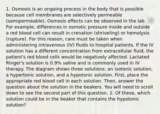 1. Osmosis is an ongoing process in the body that is possible because cell membranes are selectively permeable (semipermeable). Osmosis effects can be observed in the lab. For example, differences in osmotic pressure inside and outside a red blood cell can result in crenation (shriveling) or hemolysis (rupture). For this reason, care must be taken when administering intravenous (IV) fluids to hospital patients. If the IV solution has a different concentration from extracellular fluid, the patient's red blood cells would be negatively affected. Lactated Ringer's solution is 0.9% saline and is commonly used in IV therapy. The diagram shows three solutions: an isotonic solution, a hypertonic solution, and a hypotonic solution. First, place the appropriate red blood cell in each solution. Then, answer the question about the solution in the beakers. You will need to scroll down to see the second part of this question. 2. Of these, which solution could be in the beaker that contains the hypotonic solution?