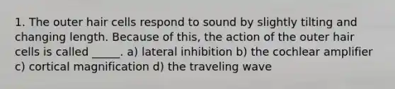 1. The outer hair cells respond to sound by slightly tilting and changing length. Because of this, the action of the outer hair cells is called _____. a) ​lateral inhibition b) ​the cochlear amplifier c) ​cortical magnification d) ​the traveling wave