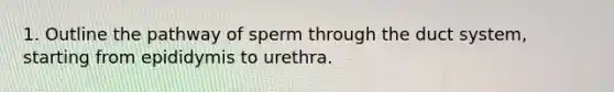 1. Outline the pathway of sperm through the duct system, starting from epididymis to urethra.