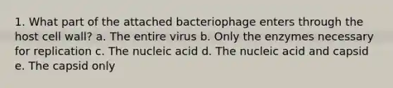 1. What part of the attached bacteriophage enters through the host cell wall? a. The entire virus b. Only the enzymes necessary for replication c. The nucleic acid d. The nucleic acid and capsid e. The capsid only