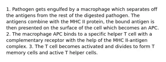 1. Pathogen gets engulfed by a macrophage which separates off the antigens from the rest of the digested pathogen. The antigens combine with the MHC II protein, the bound antigen is then presented on the surface of the cell which becomes an APC. 2. The macrophage APC binds to a specific helper T cell with a complementary receptor with the help of the MHC II-antigen complex. 3. The T cell becomes activated and divides to form T memory cells and active T helper cells.