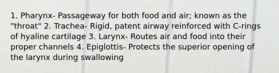 1. Pharynx- Passageway for both food and air; known as the "throat" 2. Trachea- Rigid, patent airway reinforced with C-rings of hyaline cartilage 3. Larynx- Routes air and food into their proper channels 4. Epiglottis- Protects the superior opening of the larynx during swallowing