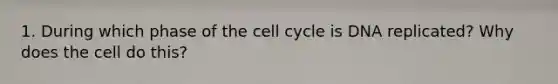 1. During which phase of the cell cycle is DNA replicated? Why does the cell do this?