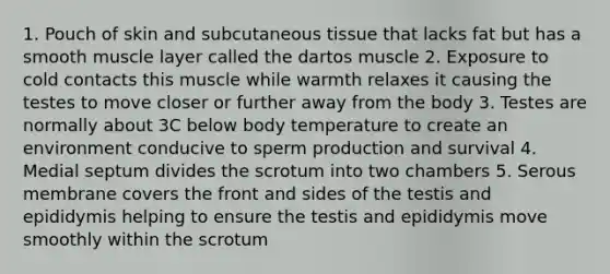 1. Pouch of skin and subcutaneous tissue that lacks fat but has a smooth muscle layer called the dartos muscle 2. Exposure to cold contacts this muscle while warmth relaxes it causing the testes to move closer or further away from the body 3. Testes are normally about 3C below body temperature to create an environment conducive to sperm production and survival 4. Medial septum divides the scrotum into two chambers 5. Serous membrane covers the front and sides of the testis and epididymis helping to ensure the testis and epididymis move smoothly within the scrotum