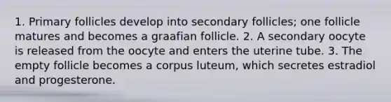 1. Primary follicles develop into secondary follicles; one follicle matures and becomes a graafian follicle. 2. A secondary oocyte is released from the oocyte and enters the uterine tube. 3. The empty follicle becomes a corpus luteum, which secretes estradiol and progesterone.