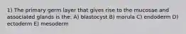 1) The primary germ layer that gives rise to the mucosae and associated glands is the: A) blastocyst B) morula C) endoderm D) ectoderm E) mesoderm