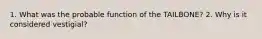 1. What was the probable function of the TAILBONE? 2. Why is it considered vestigial?