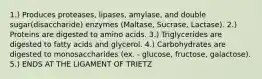 1.) Produces proteases, lipases, amylase, and double sugar(disaccharide) enzymes (Maltase, Sucrase, Lactase). 2.) Proteins are digested to amino acids. 3.) Triglycerides are digested to fatty acids and glycerol. 4.) Carbohydrates are digested to monosaccharides (ex. - glucose, fructose, galactose). 5.) ENDS AT THE LIGAMENT OF TRIETZ