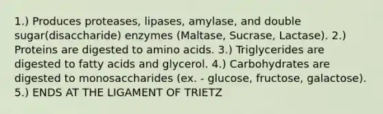 1.) Produces proteases, lipases, amylase, and double sugar(disaccharide) enzymes (Maltase, Sucrase, Lactase). 2.) Proteins are digested to amino acids. 3.) Triglycerides are digested to fatty acids and glycerol. 4.) Carbohydrates are digested to monosaccharides (ex. - glucose, fructose, galactose). 5.) ENDS AT THE LIGAMENT OF TRIETZ