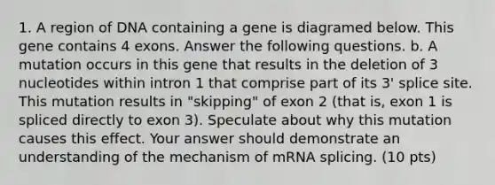 1. A region of DNA containing a gene is diagramed below. This gene contains 4 exons. Answer the following questions. b. A mutation occurs in this gene that results in the deletion of 3 nucleotides within intron 1 that comprise part of its 3' splice site. This mutation results in "skipping" of exon 2 (that is, exon 1 is spliced directly to exon 3). Speculate about why this mutation causes this effect. Your answer should demonstrate an understanding of the mechanism of mRNA splicing. (10 pts)