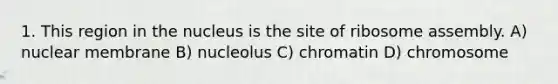 1. This region in the nucleus is the site of ribosome assembly. A) nuclear membrane B) nucleolus C) chromatin D) chromosome