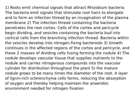 1) Roots emit chemical signals that attract Rhizobium bacteria. The bacteria emit signals that stimulate root hairs to elongate and to form an infection thread by an invagination of the plasma membrane 2) The infection thread containing the bacteria penetrates the root cortex. Cells of the cortex and pericycle begin dividing, and vesicles containing the bacteria bud into cortical cells from the branching infection thread. Bacteria within the vesicles develop into nitrogen-fixing bacteroids 3) Growth continues in the affected regions of the cortex and pericycle, and these 2 masses of dividing cells fusing forming the nodule 4) The nodule develops <a href='https://www.questionai.com/knowledge/k1HVFq17mo-vascular-tissue' class='anchor-knowledge'>vascular tissue</a> that supplies nutrients to the nodule and carries nitrogenous compounds into the vascular cylinder for distribution throughout the plant 5) the mature nodule grows to be many times the diameter of the root. A layer of lignin-rich sclerenchyma cells forms, reducing the absorption of oxygen and thereby helping maintain the anaerobic environment needed for nitrogen fixation