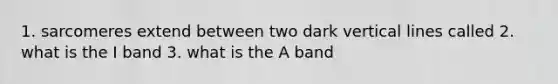 1. sarcomeres extend between two dark vertical lines called 2. what is the I band 3. what is the A band