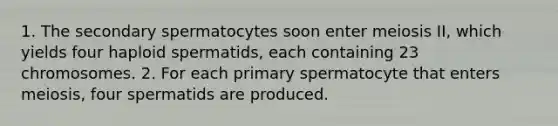 1. The secondary spermatocytes soon enter meiosis II, which yields four haploid spermatids, each containing 23 chromosomes. 2. For each primary spermatocyte that enters meiosis, four spermatids are produced.