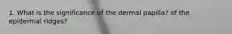 1. What is the significance of the dermal papilla? of the epidermal ridges?