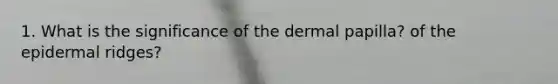 1. What is the significance of the dermal papilla? of the epidermal ridges?