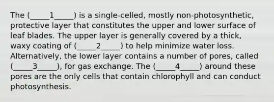 The (_____1_____) is a single-celled, mostly non-photosynthetic, protective layer that constitutes the upper and lower surface of leaf blades. The upper layer is generally covered by a thick, waxy coating of (_____2_____) to help minimize water loss. Alternatively, the lower layer contains a number of pores, called (_____3_____), for gas exchange. The (_____4_____) around these pores are the only cells that contain chlorophyll and can conduct photosynthesis.