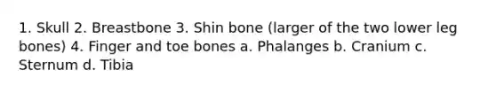 1. Skull 2. Breastbone 3. Shin bone (larger of the two lower leg bones) 4. Finger and toe bones a. Phalanges b. Cranium c. Sternum d. Tibia