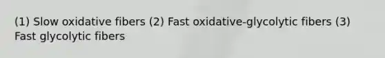 (1) Slow oxidative fibers (2) Fast oxidative-glycolytic fibers (3) Fast glycolytic fibers