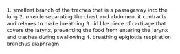 1. smallest branch of the trachea that is a passageway into the lung 2. muscle separating the chest and abdomen, it contracts and relaxes to make breathing 3. lid like piece of cartilage that covers the larynx, preventing the food from entering the larynx and trachea during swallowing 4. breathing epiglottis respiration bronchus diaphragm