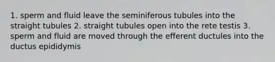 1. sperm and fluid leave the seminiferous tubules into the straight tubules 2. straight tubules open into the rete testis 3. sperm and fluid are moved through the efferent ductules into the ductus epididymis