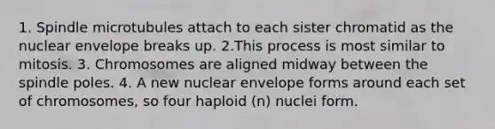 1. Spindle microtubules attach to each sister chromatid as the nuclear envelope breaks up. 2.This process is most similar to mitosis. 3. Chromosomes are aligned midway between the spindle poles. 4. A new nuclear envelope forms around each set of chromosomes, so four haploid (n) nuclei form.