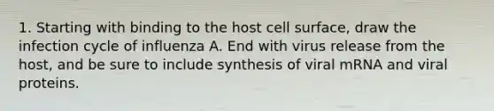 1. Starting with binding to the host cell surface, draw the infection cycle of influenza A. End with virus release from the host, and be sure to include synthesis of viral mRNA and viral proteins.