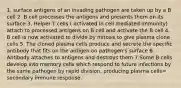 1. surface antigens of an invading pathogen are taken up by a B cell 2. B cell processes the antigens and presents them on its surface 3. Helper T cells ( activated in cell mediated immunity) attach to processed antigens on B cell and activate the B cell 4. B cell is now activated to divide by mitosis to give plasma clone cells 5. The cloned plasma cells produce and secrete the specific antibody that fits on the antigen on pathogen's surface 6. Antibody attaches to antigens and destroys them 7.Some B cells develop into memory cells which respond to future infections by the same pathogen by rapid division, producing plasma cells= secondary immune response.