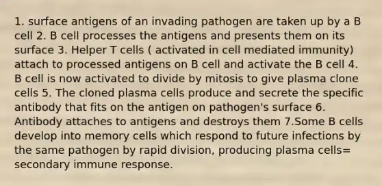 1. surface antigens of an invading pathogen are taken up by a B cell 2. B cell processes the antigens and presents them on its surface 3. Helper T cells ( activated in cell mediated immunity) attach to processed antigens on B cell and activate the B cell 4. B cell is now activated to divide by mitosis to give plasma clone cells 5. The cloned plasma cells produce and secrete the specific antibody that fits on the antigen on pathogen's surface 6. Antibody attaches to antigens and destroys them 7.Some B cells develop into memory cells which respond to future infections by the same pathogen by rapid division, producing plasma cells= secondary immune response.