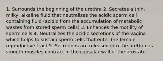 1. Surrounds the beginning of the urethra 2. Secretes a thin, milky, alkaline fluid that neutralizes the acidic sperm cell containing fluid (acidic from the accumulation of metabolic wastes from stored sperm cells) 3. Enhances the motility of sperm cells 4. Neutralizes the acidic secretions of the vagina which helps to sustain sperm cells that enter the female reproductive tract 5. Secretions are released into the urethra as smooth muscles contract in the capsular wall of the prostate