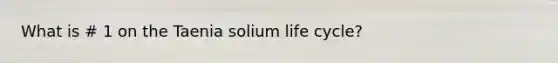 What is # 1 on the Taenia solium life cycle?