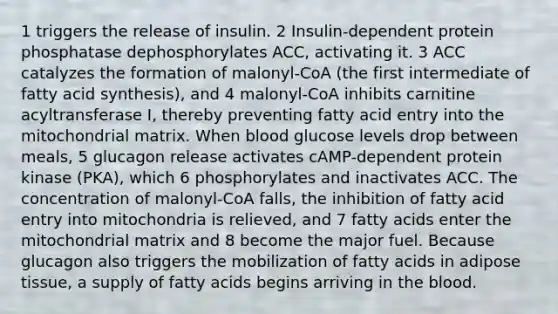 1 triggers the release of insulin. 2 Insulin-dependent protein phosphatase dephosphorylates ACC, activating it. 3 ACC catalyzes the formation of malonyl-CoA (the first intermediate of fatty acid synthesis), and 4 malonyl-CoA inhibits carnitine acyltransferase I, thereby preventing fatty acid entry into the mitochondrial matrix. When blood glucose levels drop between meals, 5 glucagon release activates cAMP-dependent protein kinase (PKA), which 6 phosphorylates and inactivates ACC. The concentration of malonyl-CoA falls, the inhibition of fatty acid entry into mitochondria is relieved, and 7 fatty acids enter the mitochondrial matrix and 8 become the major fuel. Because glucagon also triggers the mobilization of fatty acids in adipose tissue, a supply of fatty acids begins arriving in <a href='https://www.questionai.com/knowledge/k7oXMfj7lk-the-blood' class='anchor-knowledge'>the blood</a>.