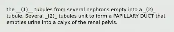 the __(1)__ tubules from several nephrons empty into a _(2)_ tubule. Several _(2)_ tubules unit to form a PAPILLARY DUCT that empties urine into a calyx of the renal pelvis.