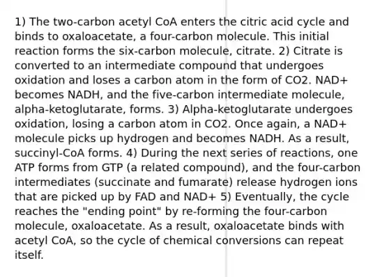 1) The two-carbon acetyl CoA enters the citric acid cycle and binds to oxaloacetate, a four-carbon molecule. This initial reaction forms the six-carbon molecule, citrate. 2) Citrate is converted to an intermediate compound that undergoes oxidation and loses a carbon atom in the form of CO2. NAD+ becomes NADH, and the five-carbon intermediate molecule, alpha-ketoglutarate, forms. 3) Alpha-ketoglutarate undergoes oxidation, losing a carbon atom in CO2. Once again, a NAD+ molecule picks up hydrogen and becomes NADH. As a result, succinyl-CoA forms. 4) During the next series of reactions, one ATP forms from GTP (a related compound), and the four-carbon intermediates (succinate and fumarate) release hydrogen ions that are picked up by FAD and NAD+ 5) Eventually, the cycle reaches the "ending point" by re-forming the four-carbon molecule, oxaloacetate. As a result, oxaloacetate binds with acetyl CoA, so the cycle of chemical conversions can repeat itself.