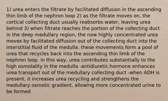 1) urea enters the filtrate by facilitated diffusion in the ascending thin limb of the nephron loop 2) as the filtrate moves on, the cortical collecting duct usually reabsorbs water, leaving urea behind 3) when filtrate reaches the portion of the collecting duct in the deep medullary region, the now highly concentrated urea moves by facilitated diffusion out of the collecting duct into the interstitial fluid of the medulla. these movements form a pool of urea that recycles back into the ascending thin limb of the nephron loop. in this way, urea contributes substantially to the high osmolality in the medulla -antidiuretic hormone enhances urea transport out of the medullary collecting duct -when ADH is present, it increases urea recycling and strengthens the medullary osmotic gradient, allowing more concentrated urine to be formed