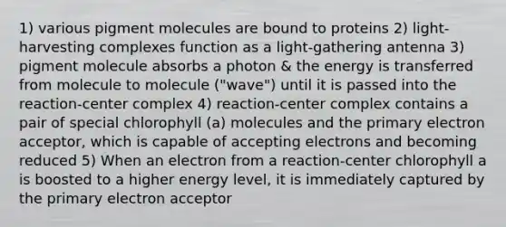 1) various pigment molecules are bound to proteins 2) light-harvesting complexes function as a light-gathering antenna 3) pigment molecule absorbs a photon & the energy is transferred from molecule to molecule ("wave") until it is passed into the reaction-center complex 4) reaction-center complex contains a pair of special chlorophyll (a) molecules and the primary electron acceptor, which is capable of accepting electrons and becoming reduced 5) When an electron from a reaction-center chlorophyll a is boosted to a higher energy level, it is immediately captured by the primary electron acceptor