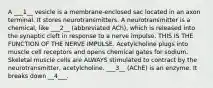 A ___1__ vesicle is a membrane-enclosed sac located in an axon terminal. It stores neurotransmitters. A neurotransmitter is a chemical, like ___2__ (abbreviated ACh), which is released into the synaptic cleft in response to a nerve impulse. THIS IS THE FUNCTION OF THE NERVE IMPULSE. Acetylcholine plugs into muscle cell receptors and opens chemical gates for sodium. Skeletal muscle cells are ALWAYS stimulated to contract by the neurotransmitter, acetylcholine. ___3__ (AChE) is an enzyme. It breaks down __4___.