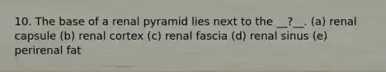 10. The base of a renal pyramid lies next to the __?__. (a) renal capsule (b) renal cortex (c) renal fascia (d) renal sinus (e) perirenal fat